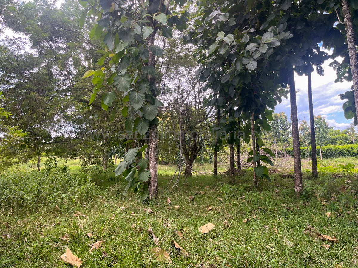 Lotes en la Trinidad Condominio Campestre