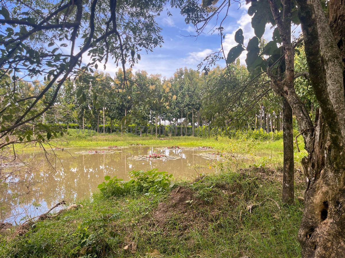 Lotes en la Trinidad Condominio Campestre