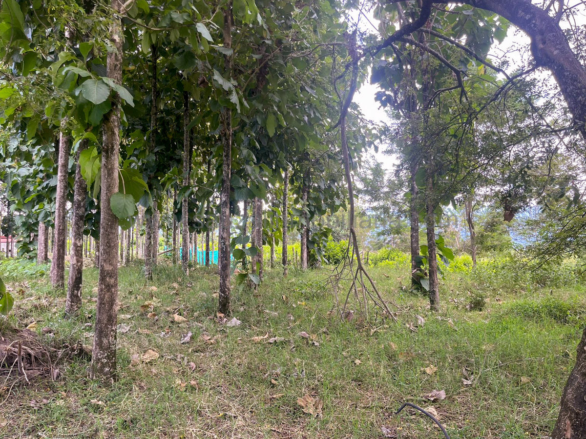 Lotes en la Trinidad Condominio Campestre