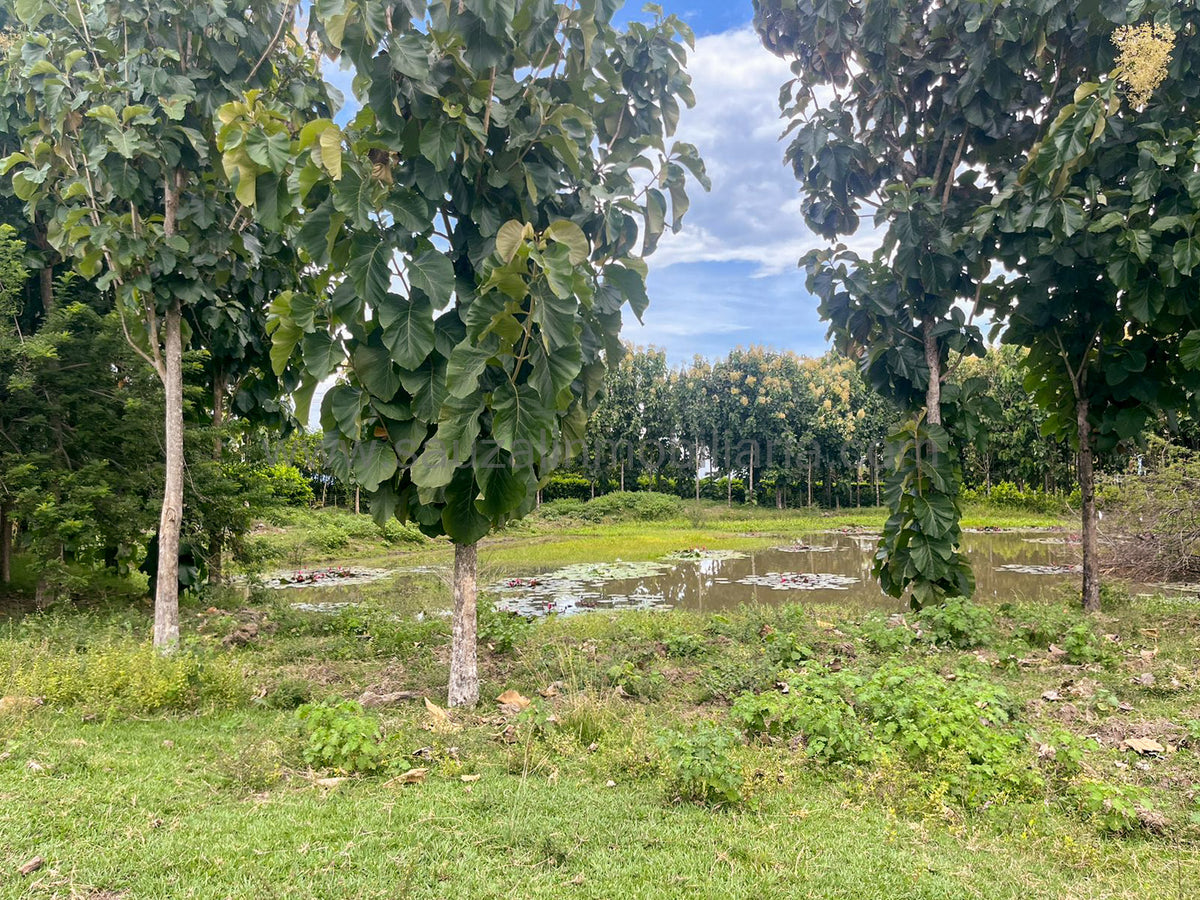 Lotes en la Trinidad Condominio Campestre