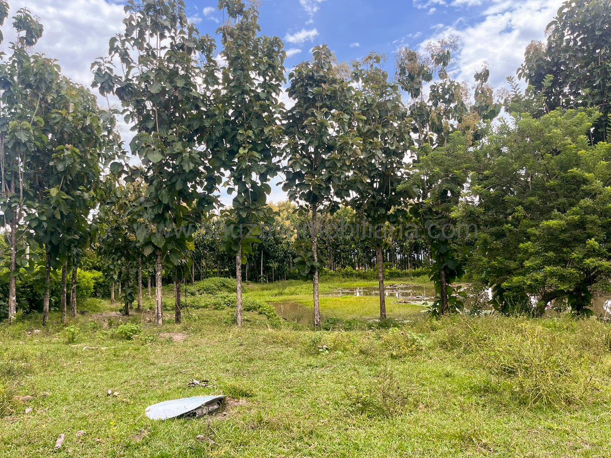 Lotes en la Trinidad Condominio Campestre