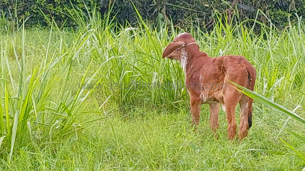 Lote en Villas del Limonar, Zaragoza